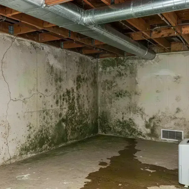 Professional Mold Removal in Grand Rapids, MN